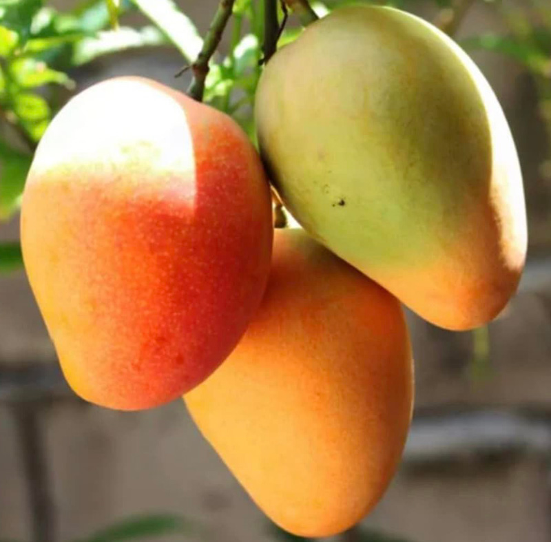 Mango Julie fruits hanging on a tree branch, showcasing their beautiful ripeness under the tropical sun.