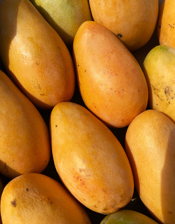 A basket full of ripe Mango Crema de Oro fruits at Old Plantation House.