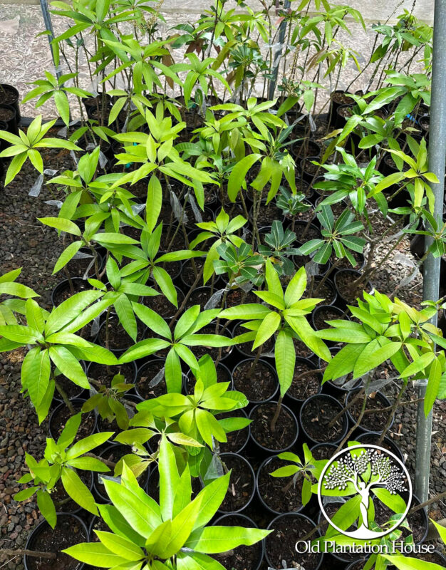 Mango Banilejo plants growing in containers at Old Plantation House nursery