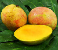 Open Mango Banilejo fruit showing its vibrant yellow flesh