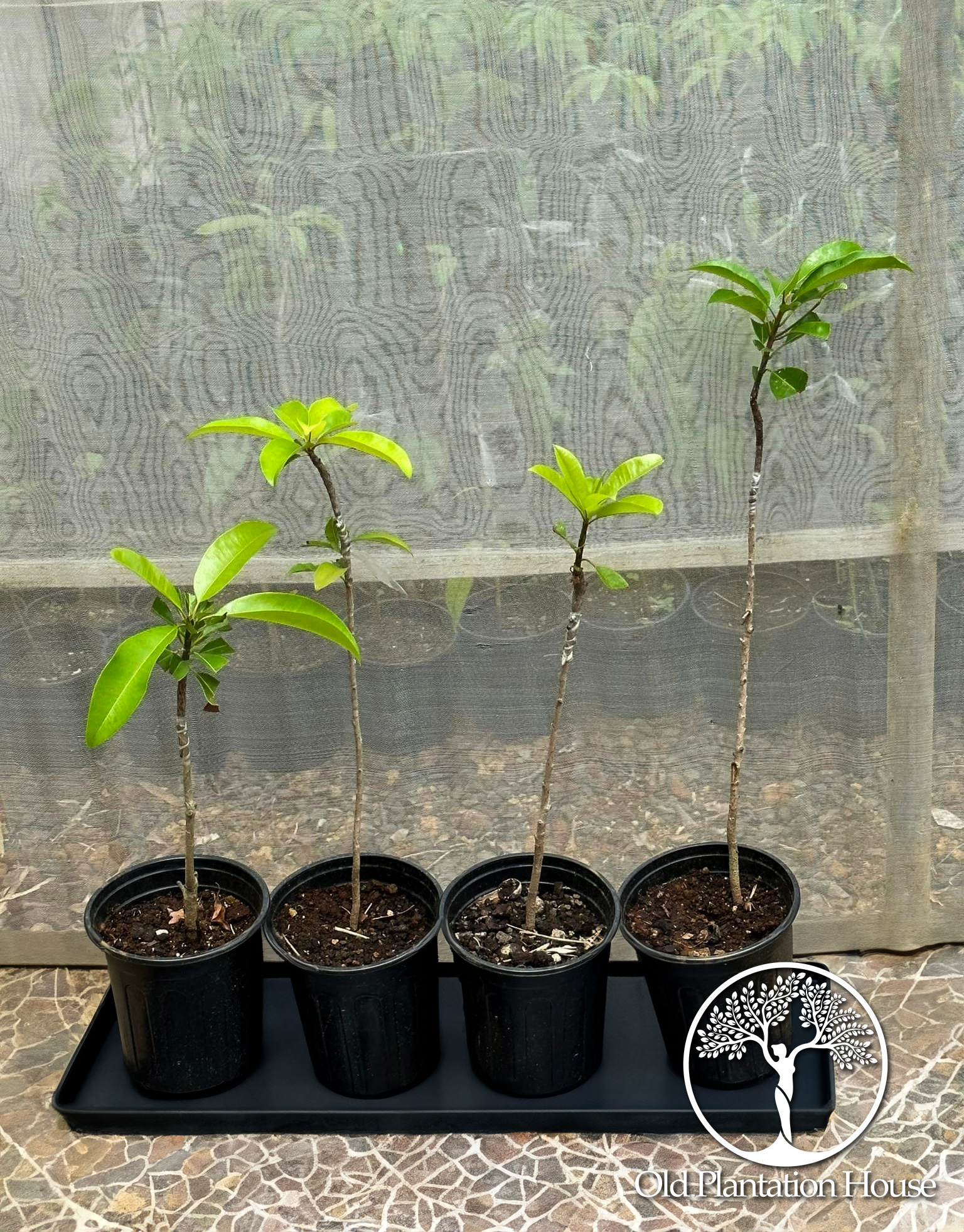 Grafted Sapodilla Dwarf Soco Plants in 1-Gallon Containers