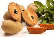 Fresh Sapodilla Dwarf Soco Fruits with Lighter and Juicy Flesh