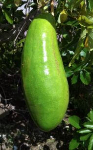 Large Wilson Popenoe Avocado fruit hanging on the tree, showcasing its iconic bottle-shaped form.