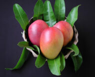 Fresh Mango Tommy Atkins Fruit in a Basket