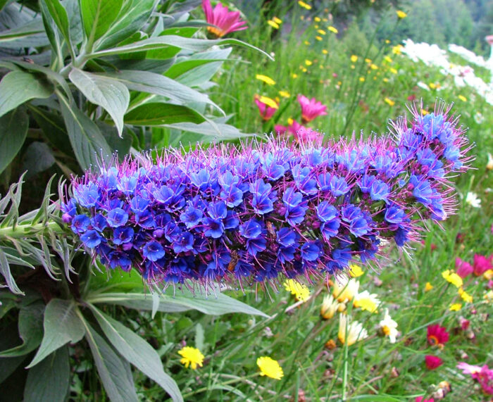 Close-up of a Pride of Madeira flower