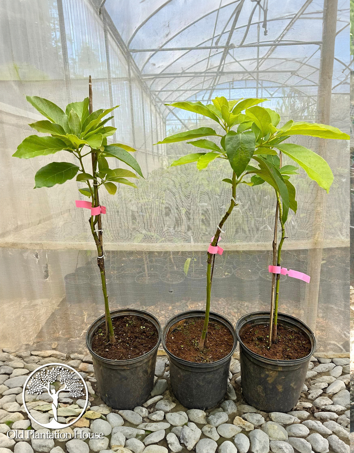 Three grafted Wilson Popenoe avocado plants in 3-gallon containers ready for sale in Hawaii.