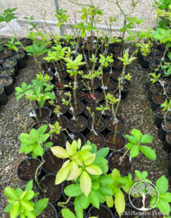 Young Semil 34 avocado plants in black pots growing in a greenhouse at Old Plantation House.