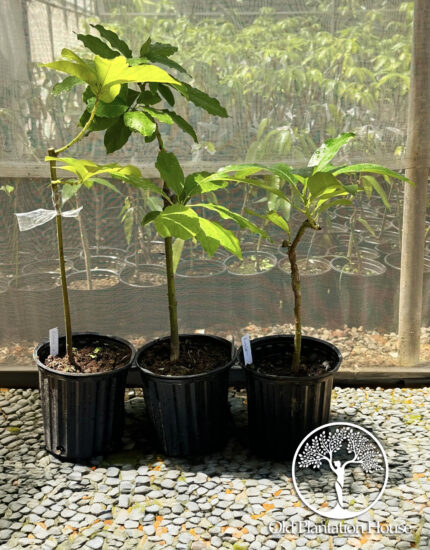 Three potted Avocado Beneke plants ready for planting.