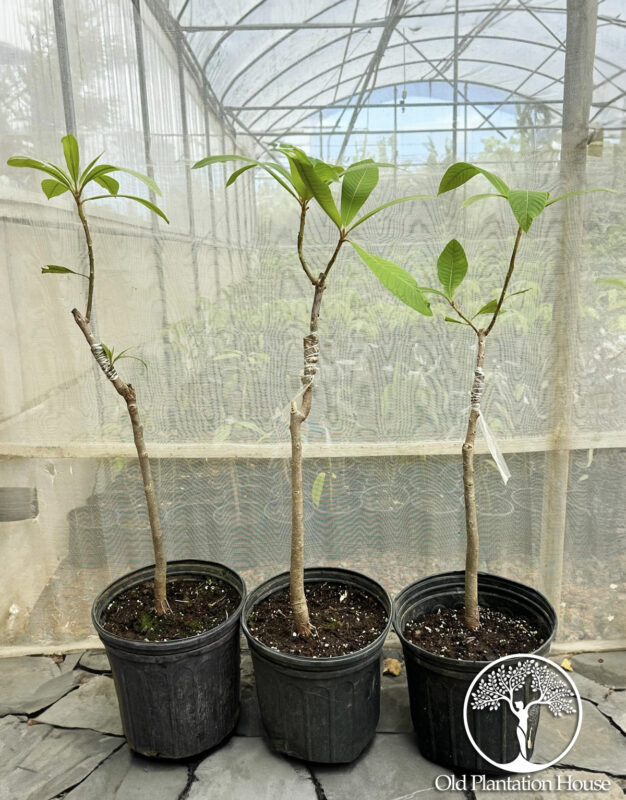 Young Mamey Sapote Magaña grafted plants in pots