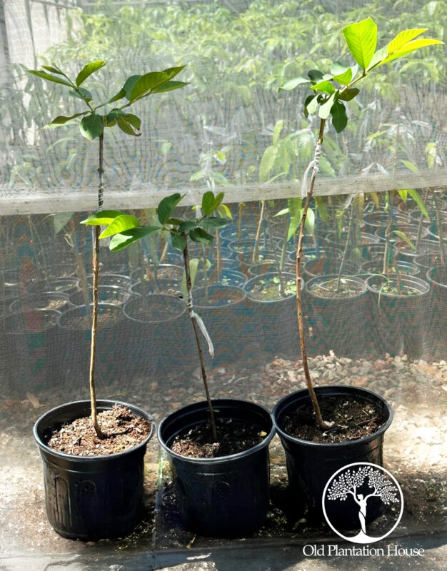 Taiwan White Pearl Guava grafted plants in 1-gallon containers.