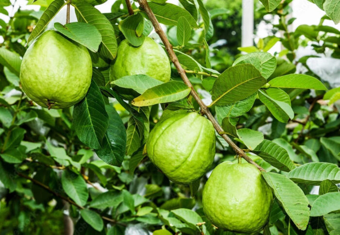 Taiwan White Pearl Guava growing on the tree, displaying large fruits.