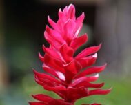 Close-up of vibrant red ginger flower in full bloom, showcasing the lush tropical beauty.