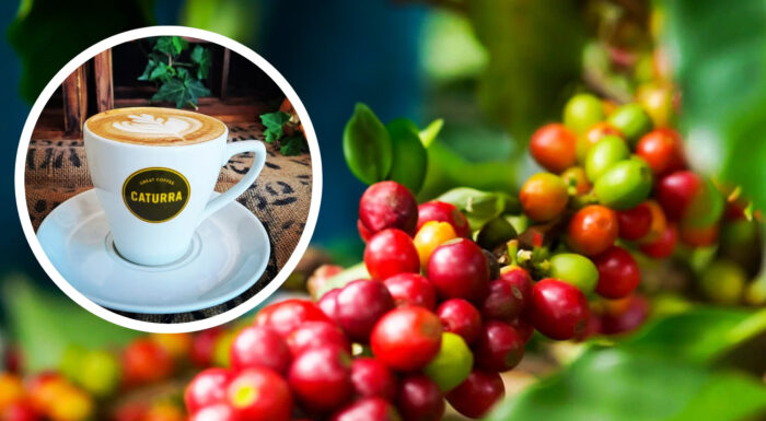 Cup of Caturra Coffee with Fresh Coffee Berries