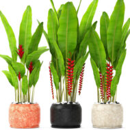 Heliconia rostrata in modern pots with hanging red flowers