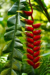 Close-up of Heliconia rostrata lobster claw-shaped flowers in red and yellow