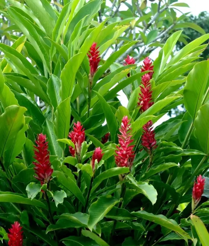 Red ginger bush in a tropical garden setting, with multiple bright red flowers.