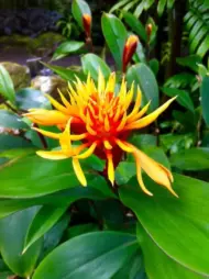 Close-up of a Golden Brush Ginger flower in full bloom with bright orange petals