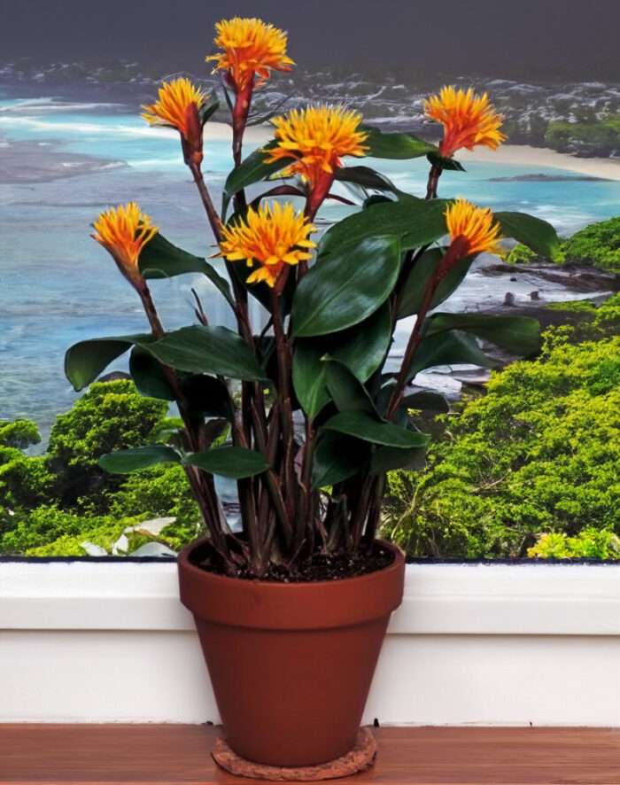 Golden Brush Ginger plant in a pot with multiple orange-yellow flowers