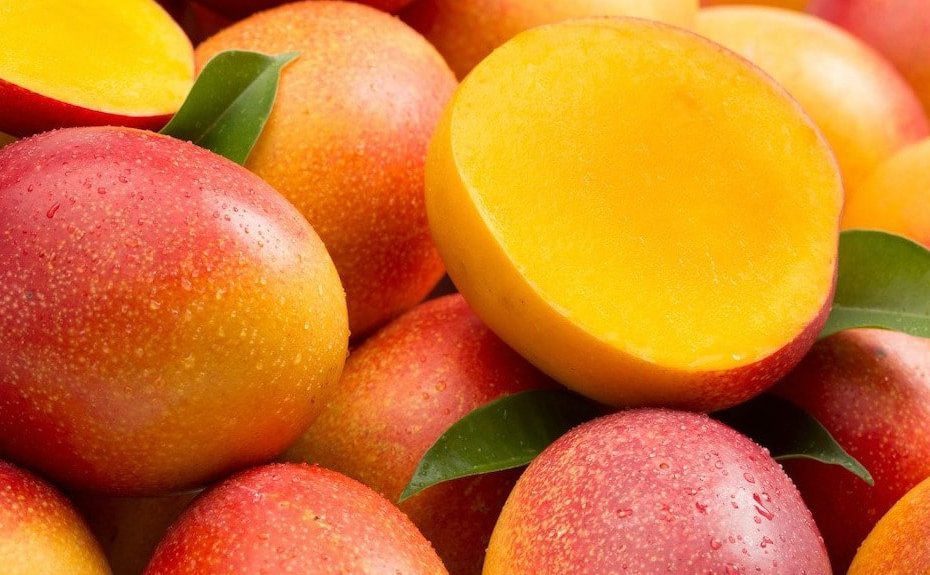 Mango Kent close-up showcasing juicy, bright yellow flesh – Old Plantation House