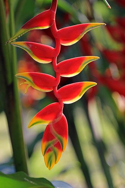 Hanging red and yellow Heliconia rostrata flowers in a tropical landscape