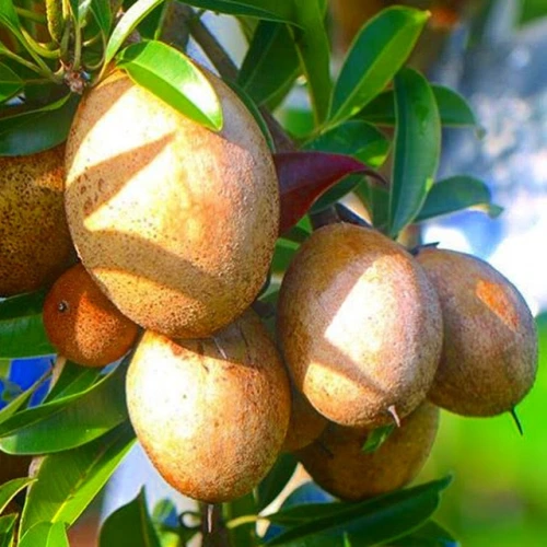 Sapodilla Fruits Growing on Tree